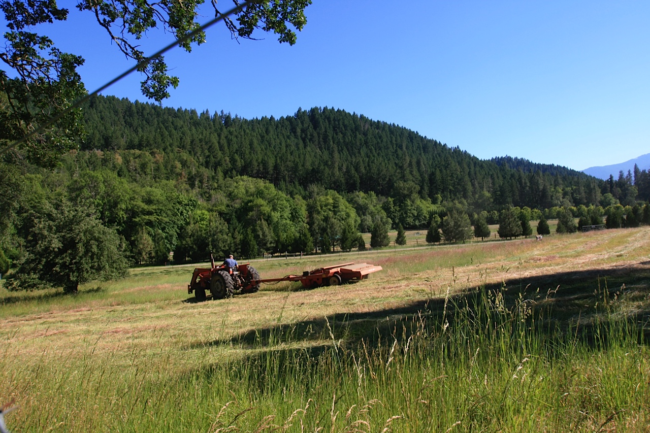 Restoration Agriculture: Restored weed free meadow