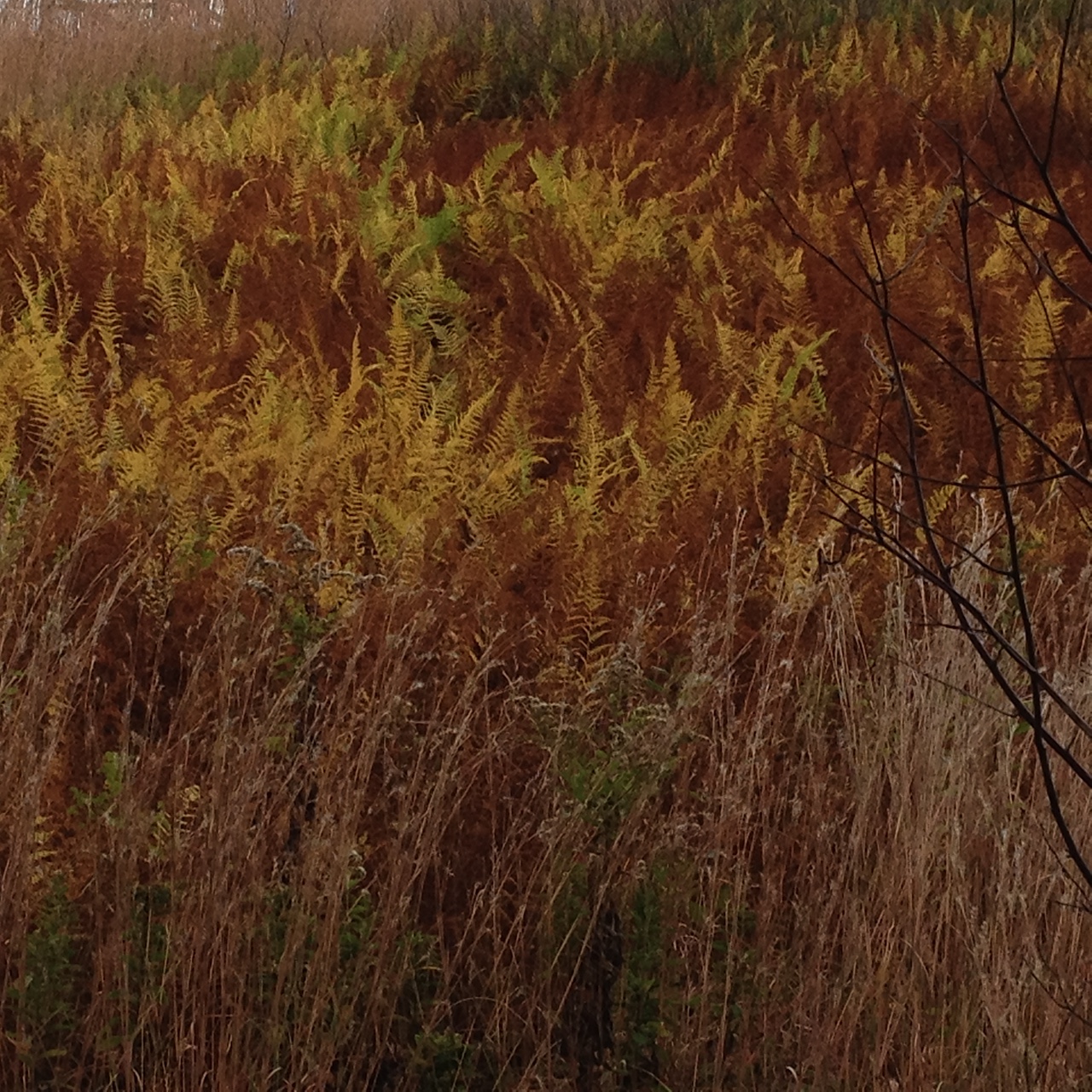 Native plant : fern and grasses in fall
