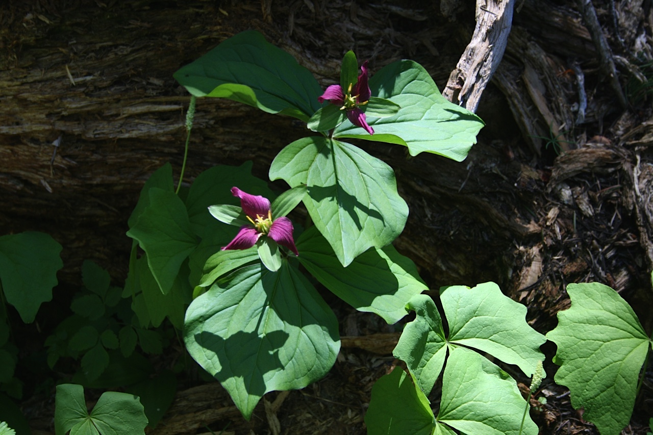Native plant: Trillium