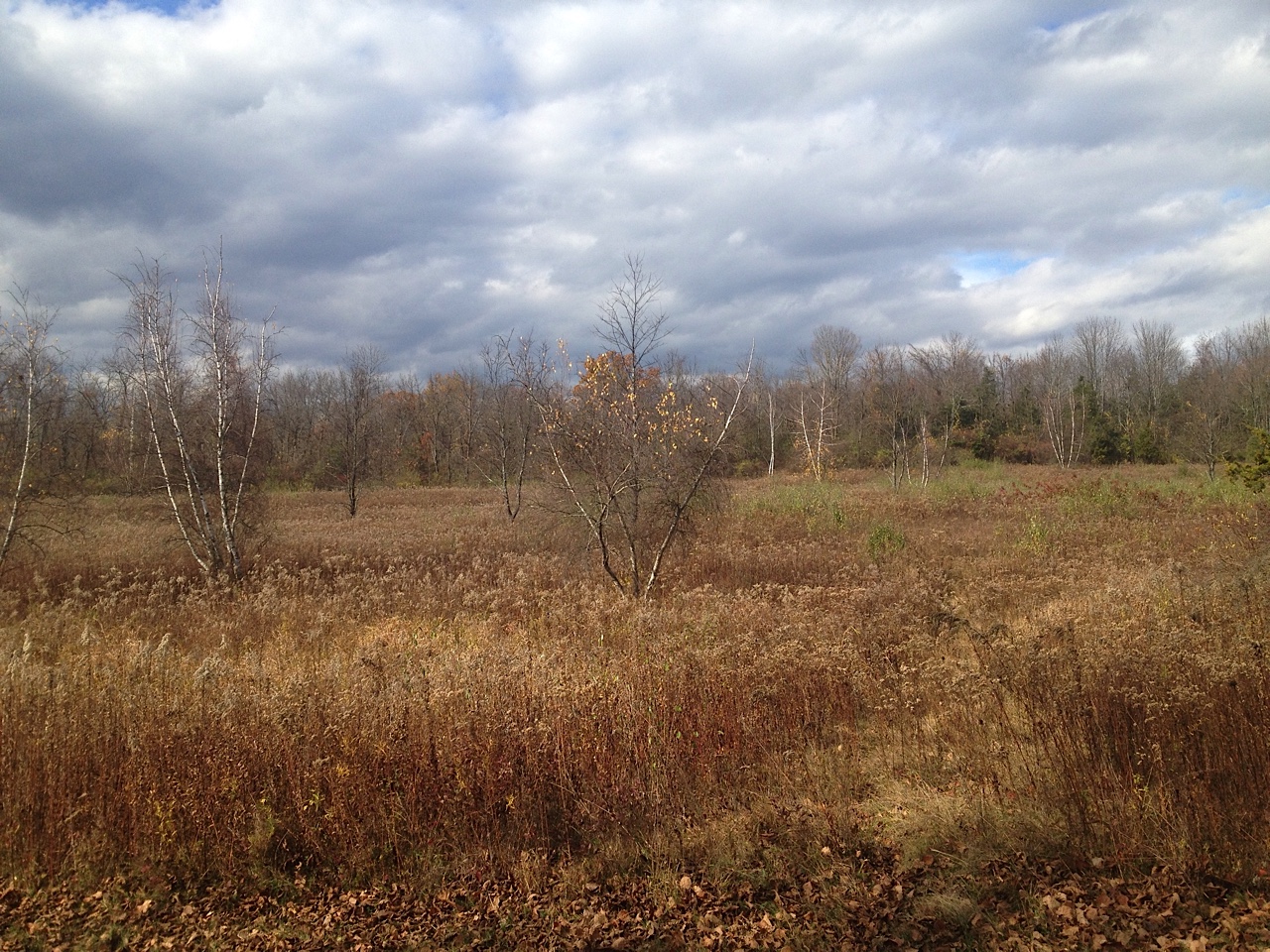 Native plant Garden: Late Fall Meadow With Gray Birch
